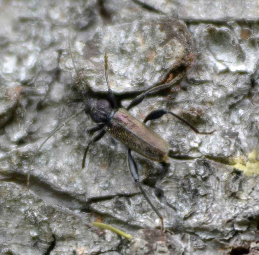 Callidium coriaceum e Tetropium castaneum, Cerambycidae